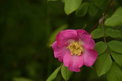 Rosa macrophylla, photographed by Siddarth Machado