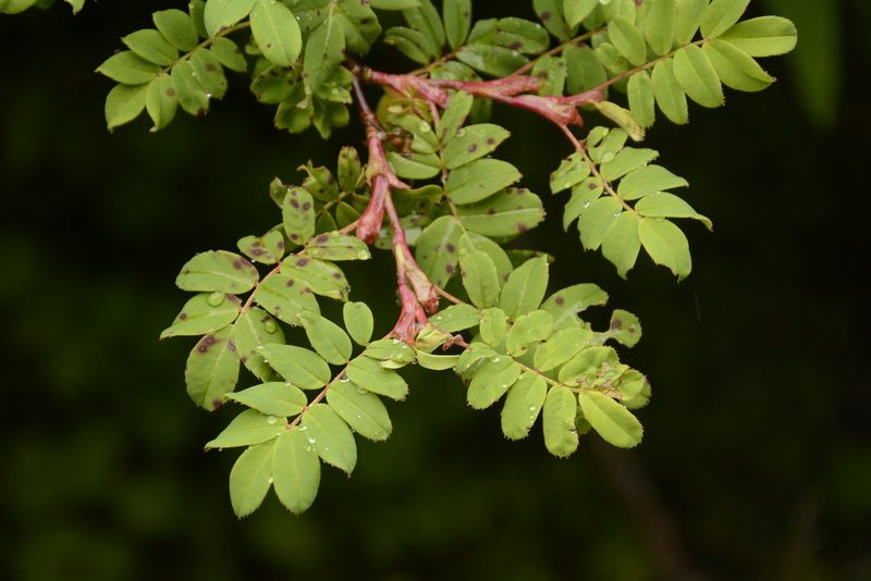 Rosa sericea, photographed by Siddarth Machado