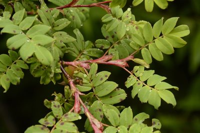 Rosa sericea, photographed by Siddarth Machado