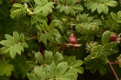 Rosa sericea, photographed by Siddarth Machado