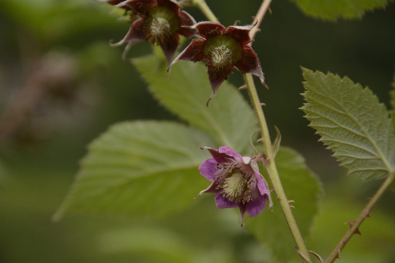 Rubus pedunculosus, photographed by Siddarth Machado