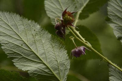 Rubus pedunculosus, photographed by Siddarth Machado