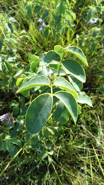 Poiretia latifolia, photographed by Edson Luis Fabro Gasperin