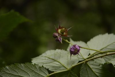 Rubus pedunculosus, photographed by Siddarth Machado