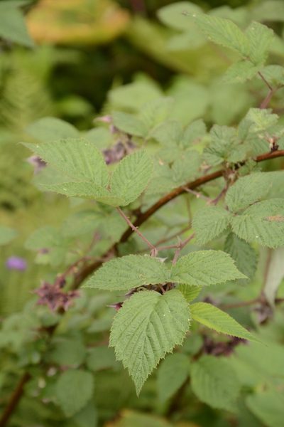 Rubus pedunculosus, photographed by Siddarth Machado