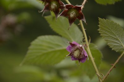 Rubus pedunculosus, photographed by Siddarth Machado