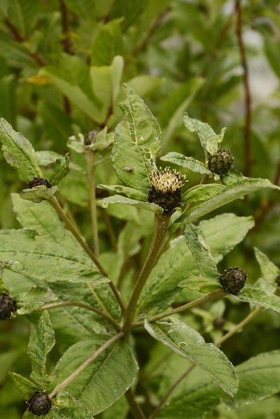 Shangwua denticulata, photographed by Siddarth Machado