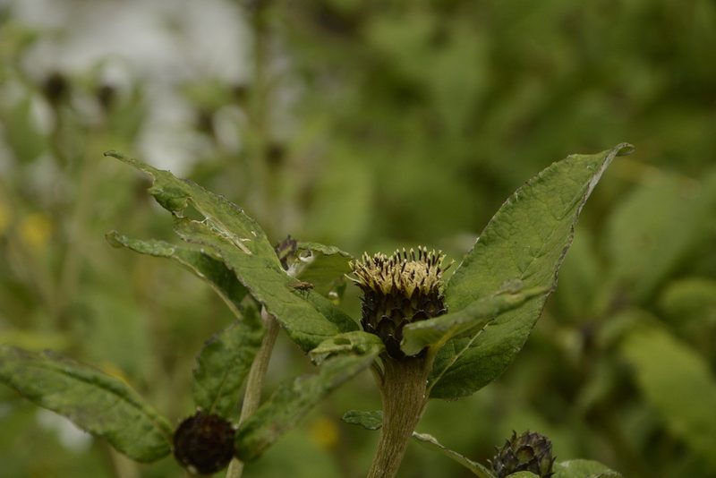 Shangwua denticulata, photographed by Siddarth Machado
