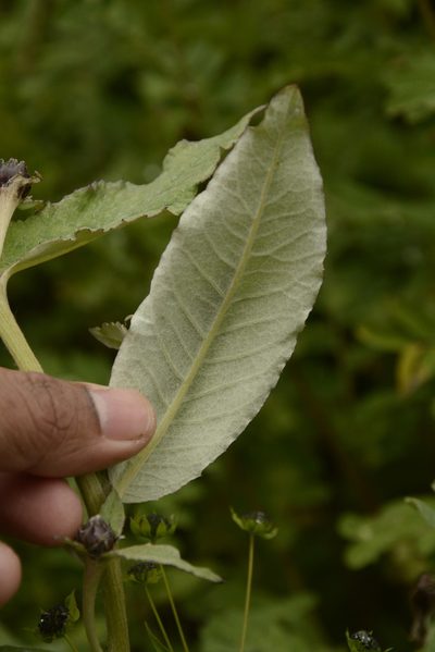 Shangwua denticulata, photographed by Siddarth Machado