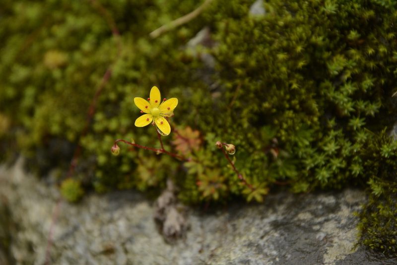 Saxifraga brunonis, photographed by Siddarth Machado
