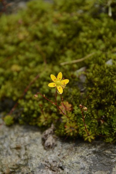 Saxifraga brunonis, photographed by Siddarth Machado