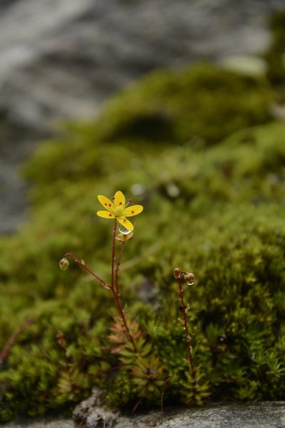 Saxifraga brunonis, photographed by Siddarth Machado
