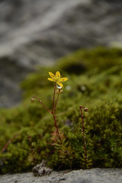 Saxifraga brunonis, photographed by Siddarth Machado