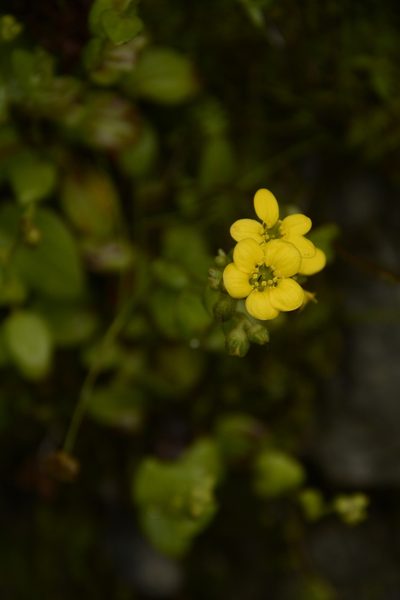 Saxifraga parnassifolia, photographed by Siddarth Machado