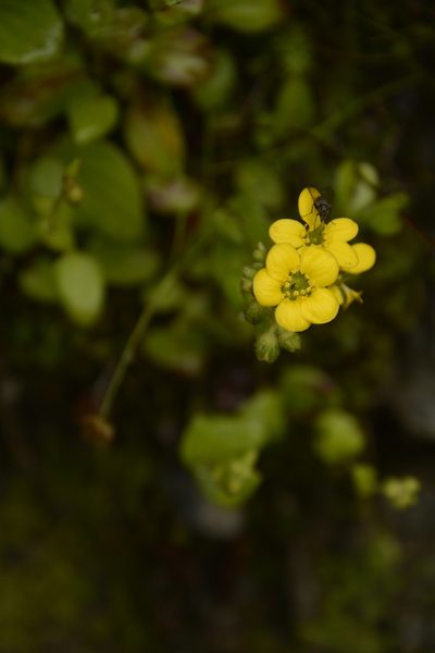 Saxifraga parnassifolia, photographed by Siddarth Machado