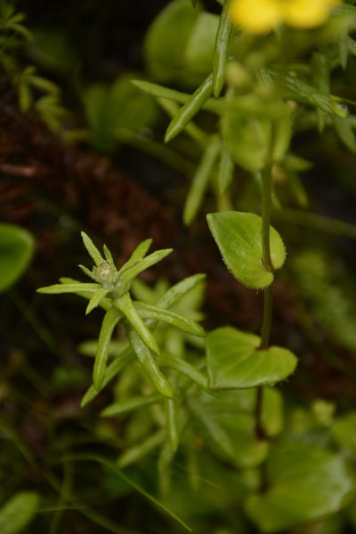 Saxifraga parnassifolia, photographed by Siddarth Machado