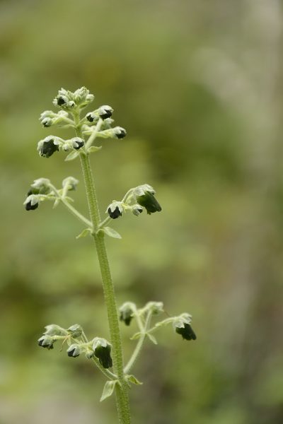 Scrophularia edgeworthii, photographed by Siddarth Machado