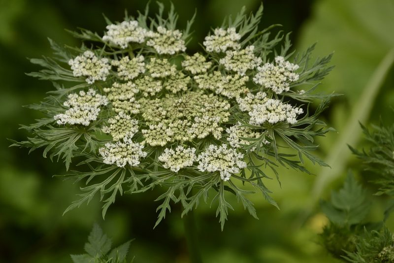Selinum vaginatum, photographed by Siddarth Machado