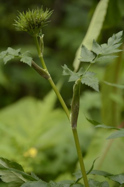 Selinum vaginatum, photographed by Siddarth Machado