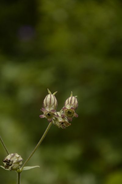 Silene indica, photographed by Siddarth Machado