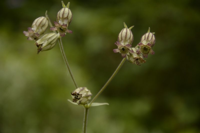 Silene indica, photographed by Siddarth Machado