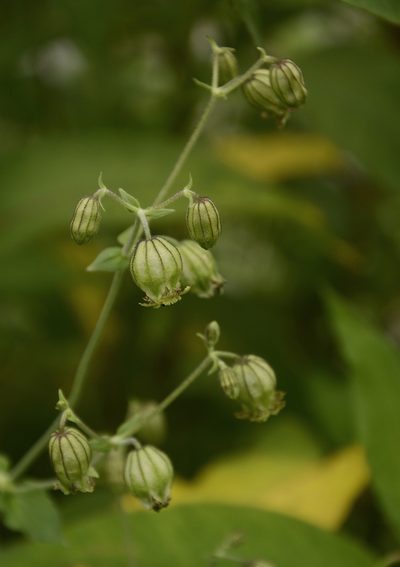 Silene indica, photographed by Siddarth Machado