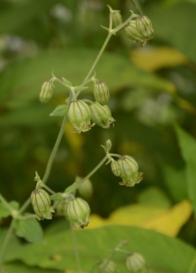 Silene indica, photographed by Siddarth Machado
