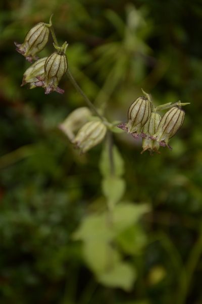 Silene indica, photographed by Siddarth Machado