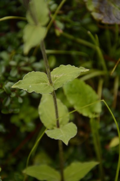 Silene indica, photographed by Siddarth Machado