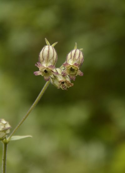 Silene indica, photographed by Siddarth Machado