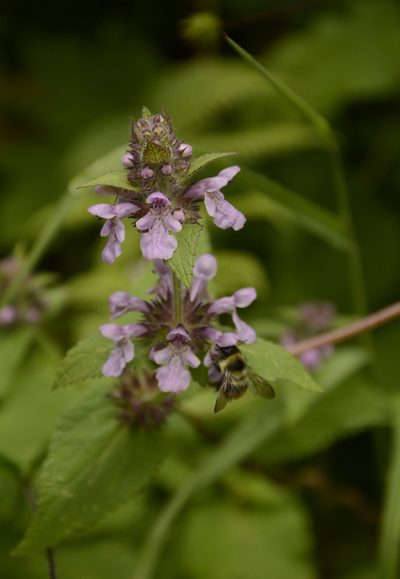 Stachys splendens, photographed by Siddarth Machado