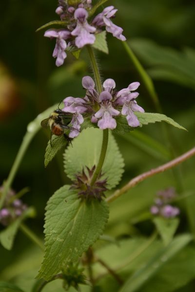 Stachys splendens, photographed by Siddarth Machado