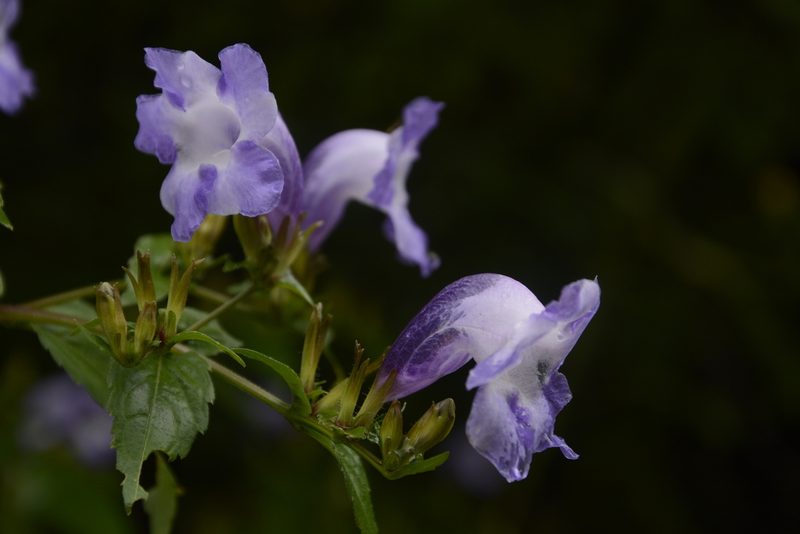 Strobilanthes atropurpurea, photographed by Siddarth Machado