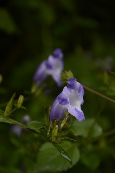 Strobilanthes atropurpurea, photographed by Siddarth Machado