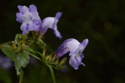 Strobilanthes atropurpurea, photographed by Siddarth Machado