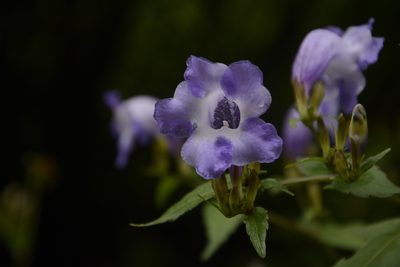 Strobilanthes atropurpurea, photographed by Siddarth Machado