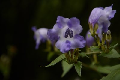 Strobilanthes atropurpurea, photographed by Siddarth Machado