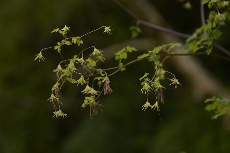 Thalictrum cultratum, photographed by Siddarth Machado