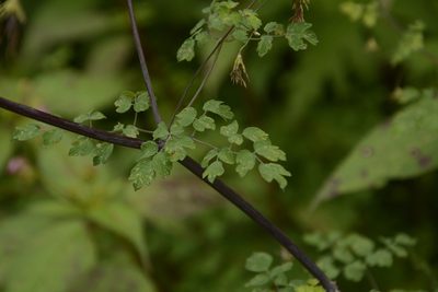 Thalictrum cultratum, photographed by Siddarth Machado