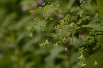 Thalictrum cultratum, photographed by Siddarth Machado