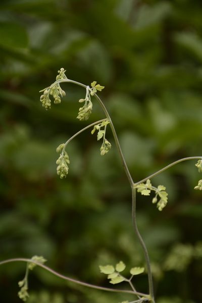 Thalictrum foliolosum, photographed by Siddarth Machado
