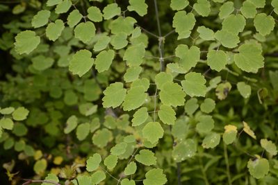 Thalictrum foliolosum, photographed by Siddarth Machado