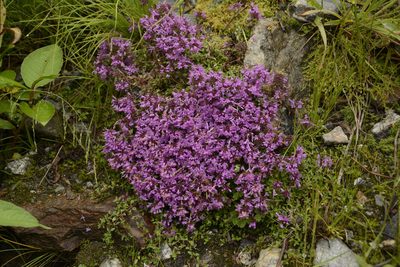 Thymus linearis, photographed by Siddarth Machado