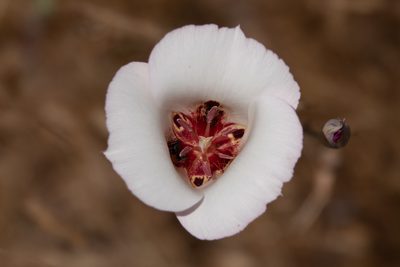 Calochortus simulans, photographed by Kyle Nessen