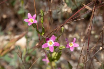 Zeltnera davyi, photographed by Kyle Nessen