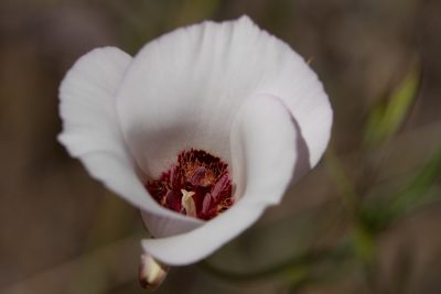 Calochortus simulans, photographed by Kyle Nessen