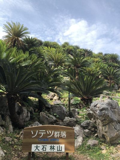 Cycas revoluta, photographed by Takaaki Hattori
