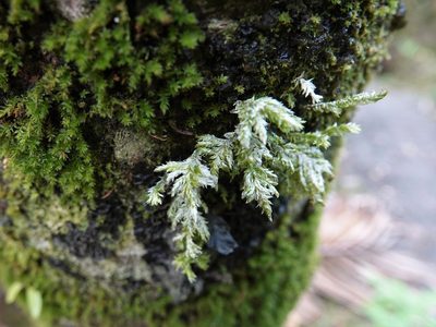 Trachyloma planifolium, photographed by Jacqui Geux
