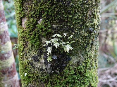 Trachyloma planifolium, photographed by Jacqui Geux