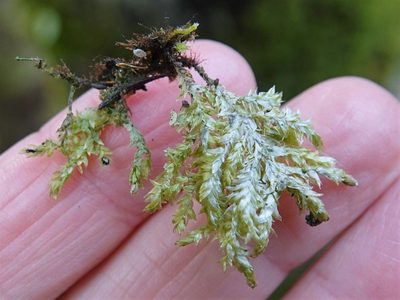 Trachyloma planifolium, photographed by Jacqui Geux